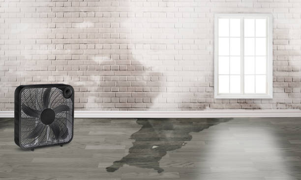 Best Professional water damage repair  in Alcoa, TN